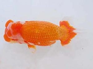 観魚会　取締二　晴　大久保義彰　千葉