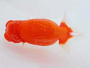 観魚会　東大関　赤慶　稲村俊明　千代田区