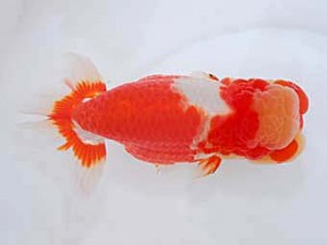 観魚会　西大関　和　高橋節夫　八広