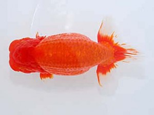 観魚会　立行司　金太郎　矢部茂樹　倉敷