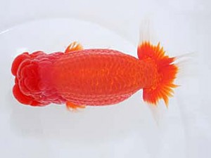 観魚会　取締一　毘心観　齋藤一成　練馬