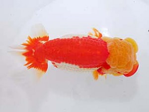 観魚会　取締二　黒鹿　目黒康弘　足立