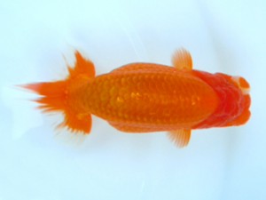 観友らんちう会　東大関　福澤　誠