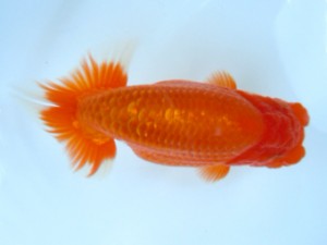 観友らんちう会　西大関　阿部　朗