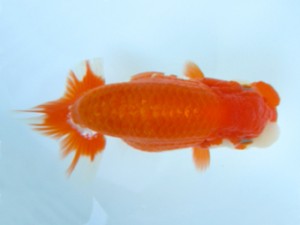 観友らんちう会　立行司　蛯名敏則