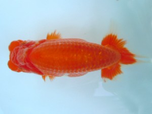 観友らんちう会　取締一　阿部　朗