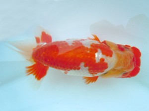 観友らんちう会　取締二　阿部　朗