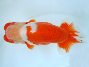 観友らんちう会　西大関　安田光伸