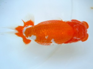 観友らんちう会　立行司　安田光伸