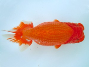 観友らんちう会　取締二　田中孝俊