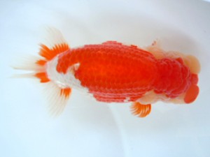 観友らんちう会　東大関　相馬健一