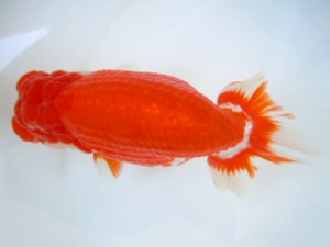 観友らんちう会　西大関　安田光伸