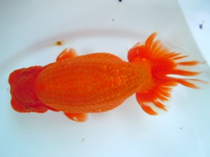 観友らんちう会　立行司　和井内貴久