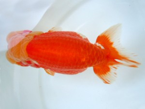 観友らんちう会　取締一　安田光伸