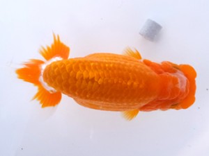 葛飾愛魚会 東大関 滝瀬健治 葛飾愛魚会 東大関 滝瀬健治