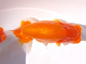 葛飾愛魚会 勧進元一 室岡賢治 葛飾愛魚会 勧進元一 室岡賢治