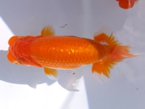 葛飾愛魚会 行司一 伊庭記章 葛飾愛魚会 行司一 伊庭記章