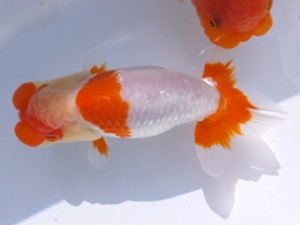 葛飾愛魚会 行司二 長谷川新一 葛飾愛魚会 行司二 長谷川新一