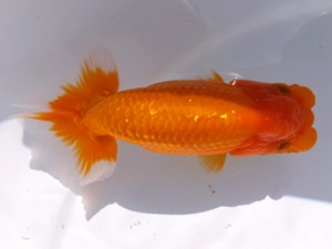 葛飾愛魚会 行司三 川俣 洋 葛飾愛魚会 行司三 川俣 洋