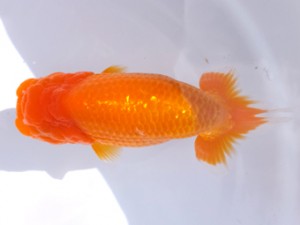 葛飾愛魚会 脇行司一 小田切春美 葛飾愛魚会 脇行司一 小田切春美