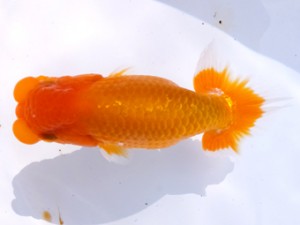 葛飾愛魚会 脇行司二 川俣 洋 葛飾愛魚会 脇行司二 川俣 洋