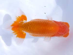 葛飾愛魚会 西大関 青山重徳 葛飾愛魚会 西大関 青山重徳