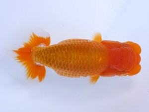 葛飾愛魚会 取締一 中村芳雄 葛飾愛魚会 取締一 中村芳雄