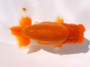 葛飾愛魚会 東関脇 滝瀬健治 葛飾愛魚会 東関脇 滝瀬健治