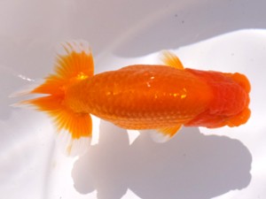 葛飾愛魚会 西関脇 青山重徳 葛飾愛魚会 西関脇 青山重徳