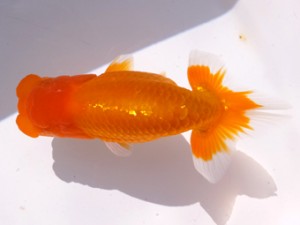 葛飾愛魚会 東小結 長谷川政司 葛飾愛魚会 東小結 長谷川政司