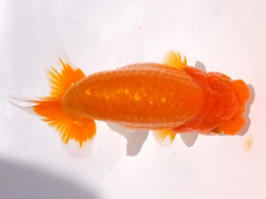 葛飾愛魚会 西小結 滝瀬健治 葛飾愛魚会 西小結 滝瀬健治