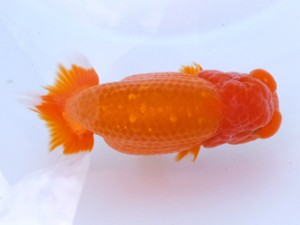 葛飾愛魚会 東大関 古鳥敏明 葛飾愛魚会 東大関 古鳥敏明