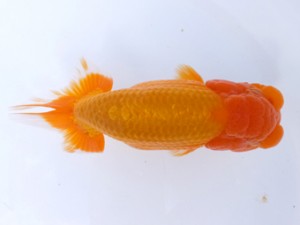 葛飾愛魚会 西大関 小林晋作 葛飾愛魚会 西大関 小林晋作