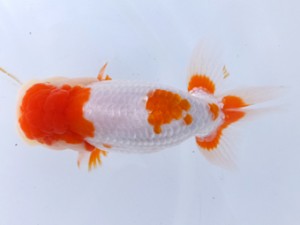 葛飾愛魚会 立行司 長谷川政司 葛飾愛魚会 立行司 長谷川政司