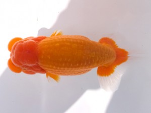 葛飾愛魚会 取締一 星野亮一 葛飾愛魚会 取締一 星野亮一