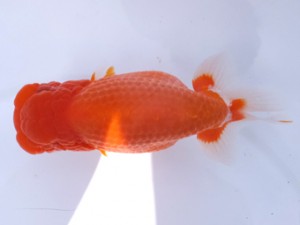 葛飾愛魚会 取締二 長谷川政司 葛飾愛魚会 取締二 長谷川政司