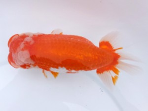 葛飾愛魚会 東大関 高津克人 葛飾愛魚会 東大関 高津克人