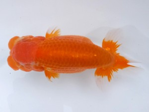 葛飾愛魚会 西大関 小林晋作 葛飾愛魚会 西大関 小林晋作