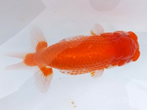 葛飾愛魚会 立行司 小林晋作 葛飾愛魚会 立行司 小林晋作