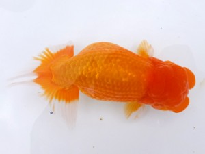 葛飾愛魚会 取締二 高津克人 葛飾愛魚会 取締二 高津克人