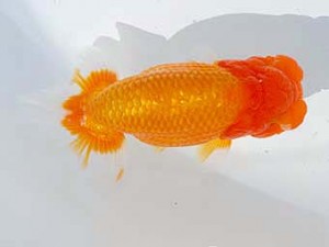 錦蘭会　東大関　尾濱英治　広島