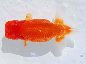 錦蘭会 勧進元一　小西正己　大東