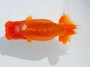 錦蘭会 勧進元二　森本　哲　高石