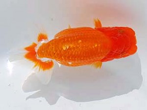 錦蘭会 行司一　中村朋孝　御坊