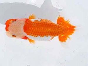 錦蘭会 行司三　重里洋行　泉佐野