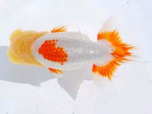 錦蘭会 脇行司二　北川有二　大分