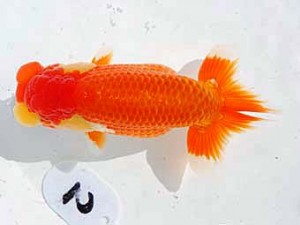 錦蘭会　西大関　原田和彦　倉敷