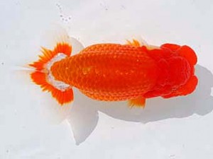 錦蘭会　東取締　村岡祥行　川西