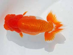 錦蘭会　西取締　喜多　徹　東大阪