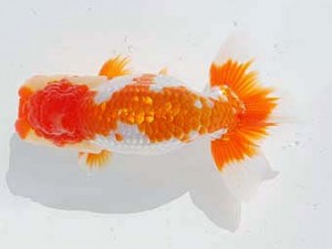 錦蘭会 東関脇　井上松雄　臼杵